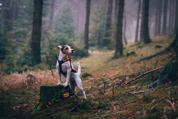 Cute Parson Russell Terrier in the Long Harness in the Mountains