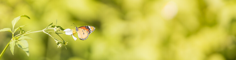 Nature view of beautiful orange butterfly on green nature blurred background in garden with copy space using as background insect, natural landscape, ecology, fresh cover page concept.