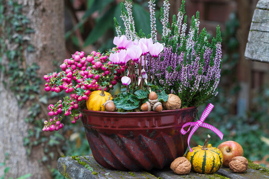 pink Alpenveilchen, Heidekraut und Torfmyrte in alter Guglhupfform als Herbst-Dekoration