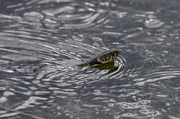 Serpente d'acqua