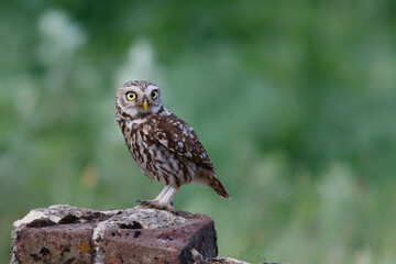 Little owl (Athene noctua) sitting in the meadows in the Netherlands