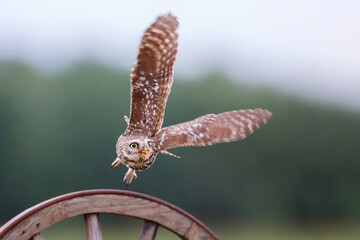 Little owl (Athene noctua) flying away in the Netherlands