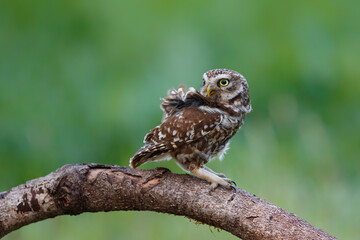 Little owl (Athene noctua) sitting in the meadows in the Netherlands