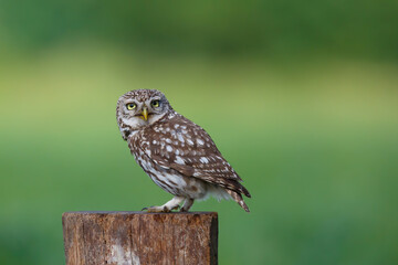 Little owl (Athene noctua) sitting in the meadows in the Netherlands