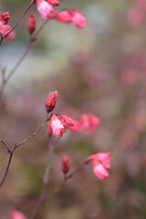 Hybrid Coral Bells