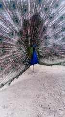 Fotobehang peacock with feathers © Max
