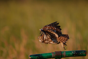 Little owl (Athene noctua) flying away in the Netherlands