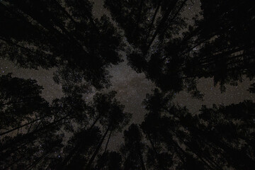 Milkyway  over forest