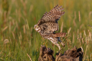 Little owl (Athene noctua) flying away in the Netherlands