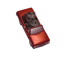 A cute view from above of a cat driving a red metallic vintage car isolated on white, looking...
