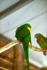 A two large green parrot with a yellow head sits on a branch