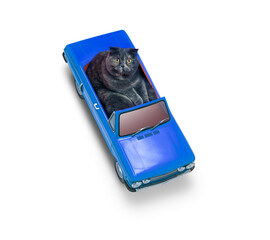 A funny view from above of a cat driving a blue vintage car isolated on white, looking upwards