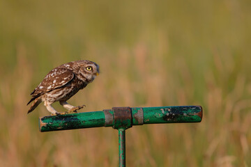 Little owl (Athene noctua) sitting in the meadows in the Netherlands