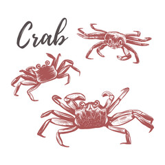 Crab vector illustration. Crab hand drawing