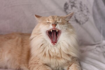 chat qui baille