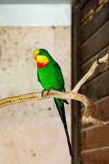 A large green parrot with a yellow head sits on a branch