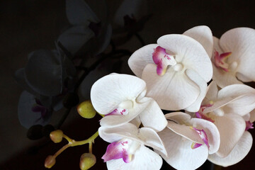 Naklejka na ściany i meble white orchid flowers reflected on black glass close-up