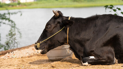 Funny cute cow isolated on white. Talking black and white cow. Funny curious cow. Farm animals.