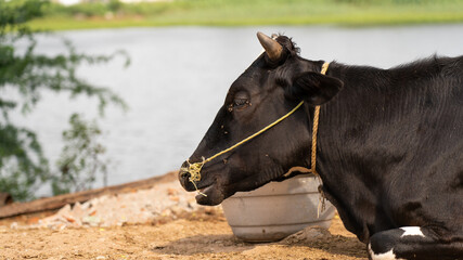 Funny cute cow isolated on white. Talking black and white cow. Funny curious cow. Farm animals.