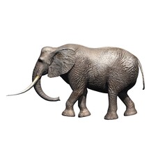 Wild animals - elephant - isolated on white background - 3D illustration