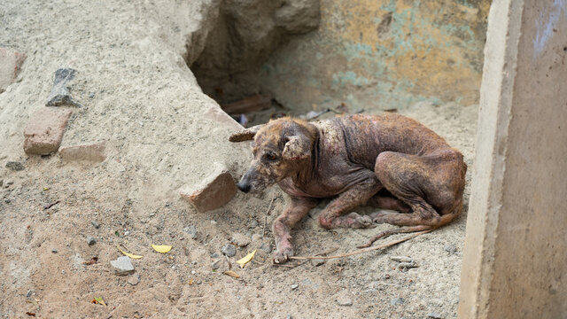 Sick Dog With Mydriasis Symptoms Or Pupils To Dilate That Cause Blindness For Pet Healthcare Concept