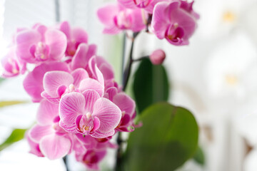 Naklejka na ściany i meble Blossom of pink orchids on the windowsill