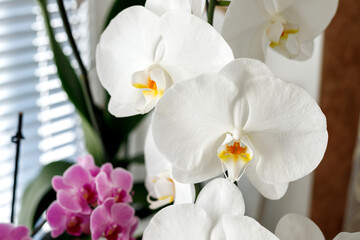 Blossom of white and pink orchids