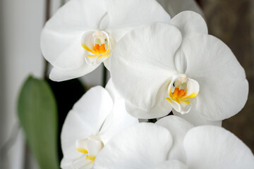 Fototapeta na wymiar Large white orchid blooms on the windowsill