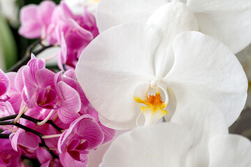 Fototapeta na wymiar Blossom of white and pink orchids