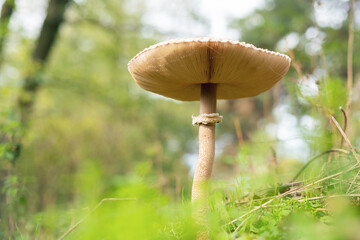 Parasol Mushroom (Macrolepiota procera) in the autumn forest among fallen leaves