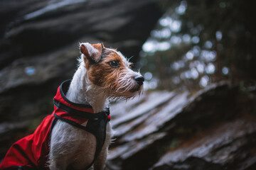 Cute Parson Russell Terrier Wearing a Red Jacket in the Mountains