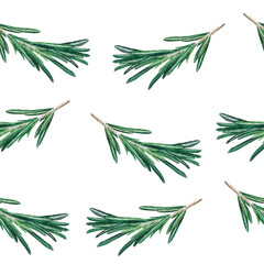 watercolor rosemary seamless pattern on white background 