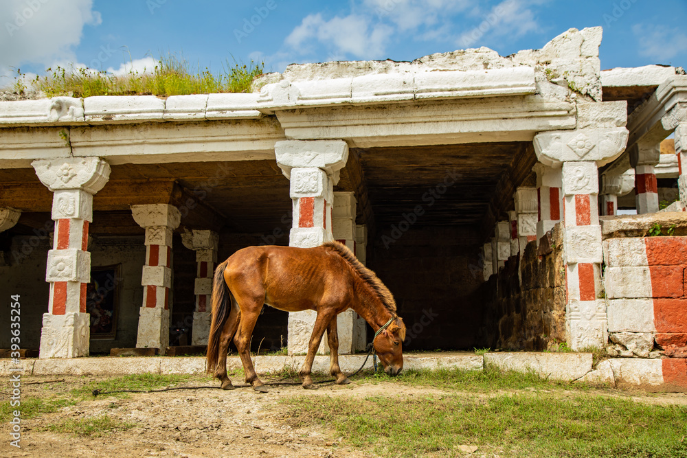 Wall mural A horse in front of the temple