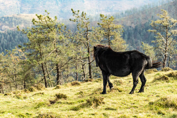 Fototapeta premium Fauna Adarra
