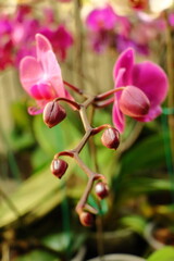 flor