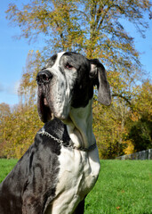 Senior dog of the Great Dane breed. It is a breed of giant dog and mastiff type.