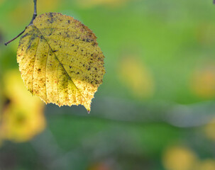 Feuille d'automne