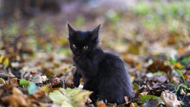 Adorable cute black kitten resting licking paw on the ground in the garden and looking at the camera. Cat sits on fallen autumn leaves in the park