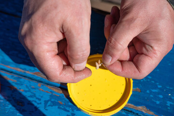 Male hands put a larva bait on a fish hook close up selective focus