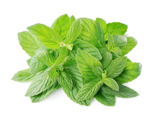 Mint leaf closeup isolated