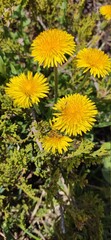 yellow dandelion flower
