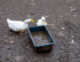 Two white geese on the muddy ground drink water from a trough