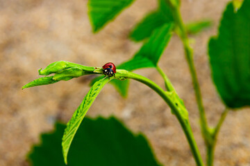 a bright red ladybug crawling on a green leaf against the background of the sand of the beach