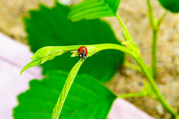a bright red ladybug crawling on a green leaf against the background of the sand of the beach