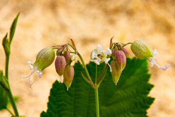 wild-growing forest bell on a long stem amid sand and green leaves