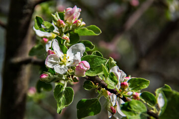 Blooming fruit tree is a symbol of freshness and spring. Flowering branch on a dark background. Selective focus. Blur.