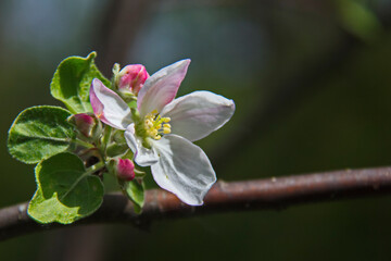 Cherry blossoms are a symbol of freshness and spring. Flowering tree on a dark turquoise background. Selective focus. Blur.