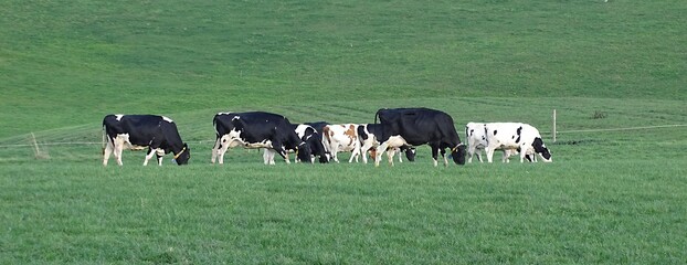 Kleine Kuhherde auf der Weide