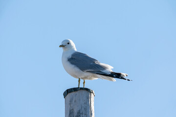 The common gull (Larus canus)
