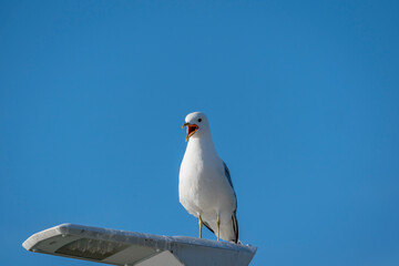 The common gull (Larus canus)